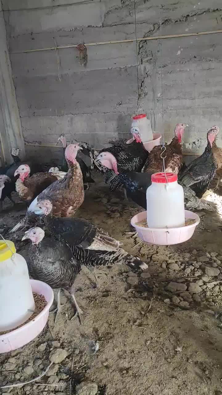 آگهی فروش بوقلمون برنز و بوربون|حیوانات مزرعه|میانه, |دیوار