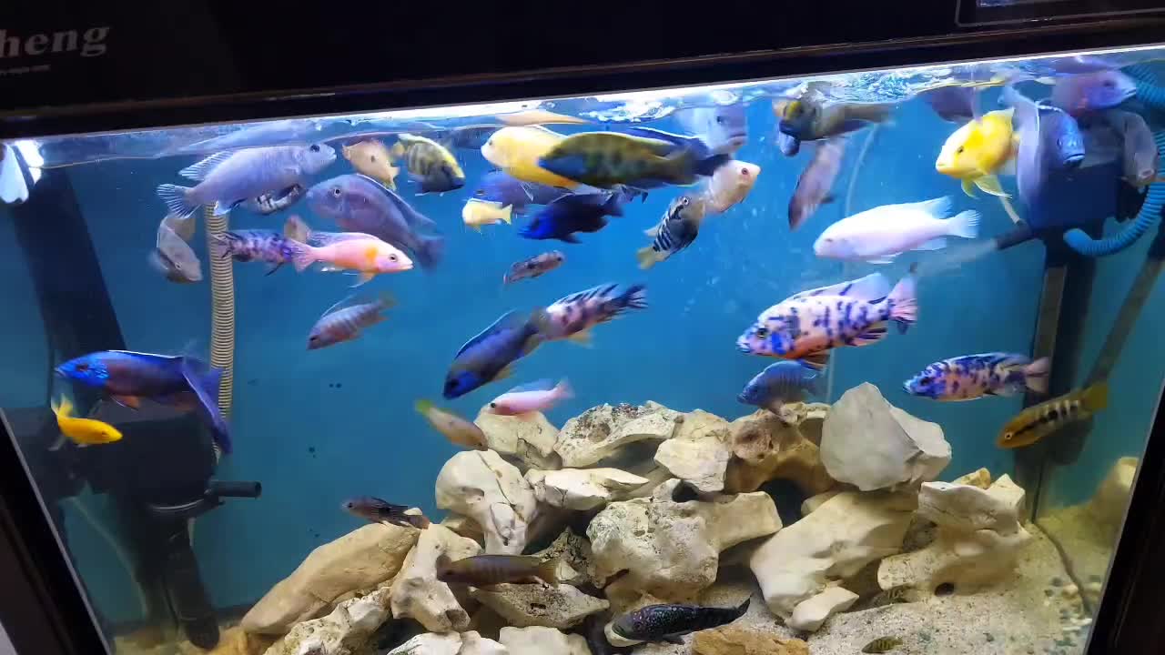 آکواریوم شرکتی risheng|ماهی|شیراز, معالیآباد|دیوار