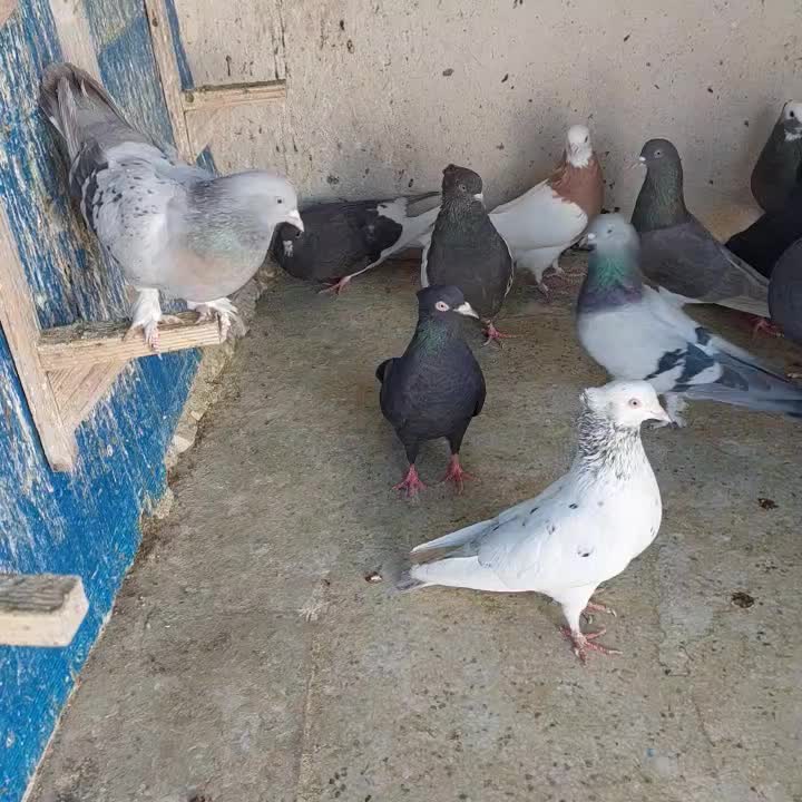 کفتر ماده بهبونی شهری|پرنده|شیراز, شهرک رضوان|دیوار