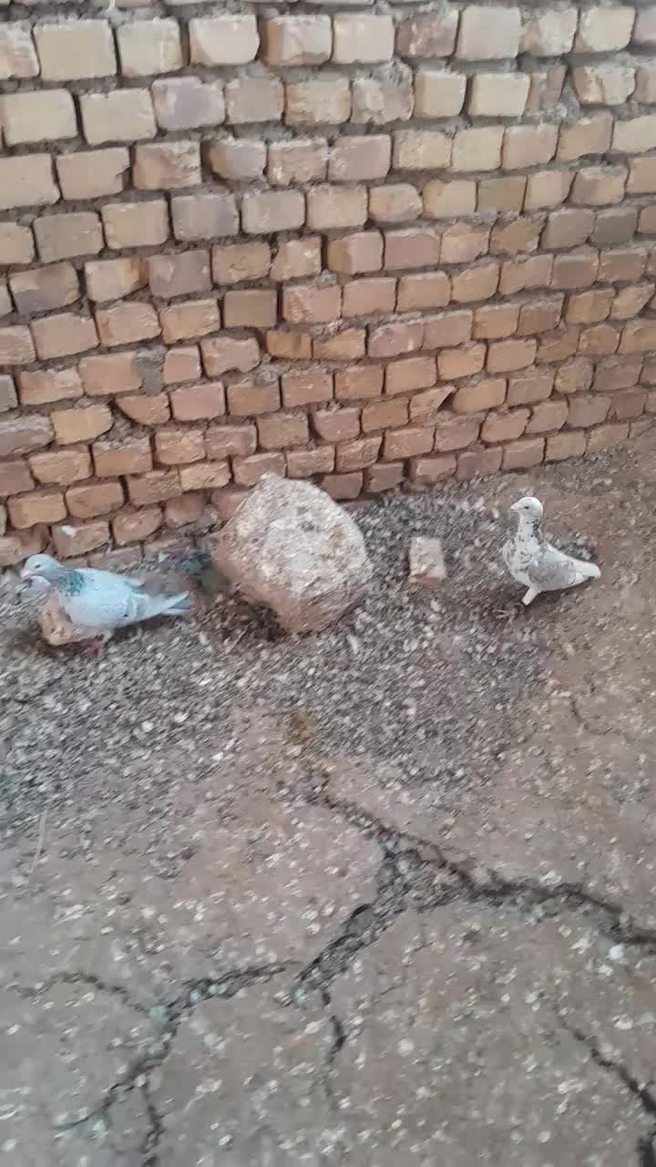 جفت نروماده|پرنده|اسفراین, |دیوار