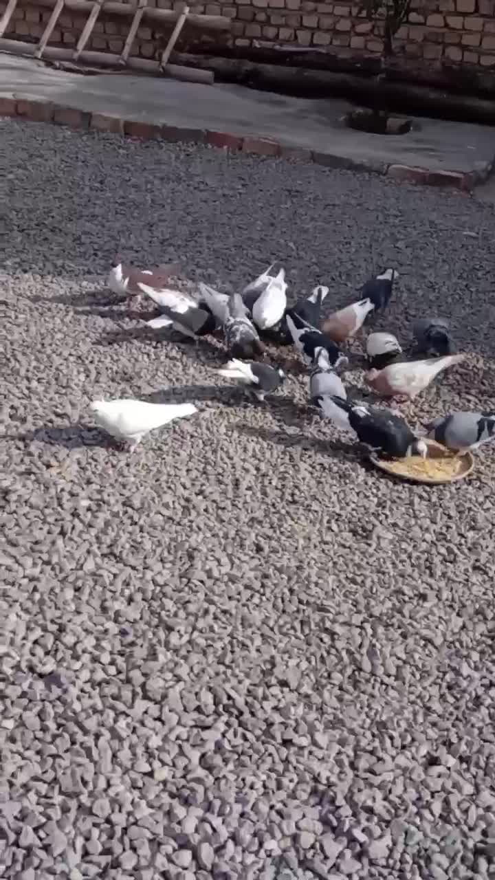 کفتر شهری بهبهانی|پرنده|ارسنجان, |دیوار