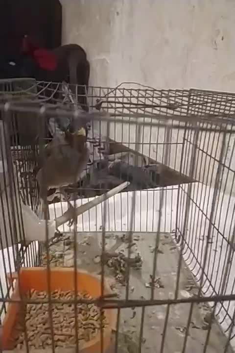 مرغ مینا جوجه ۴ماهه|پرنده|کرمان, |دیوار