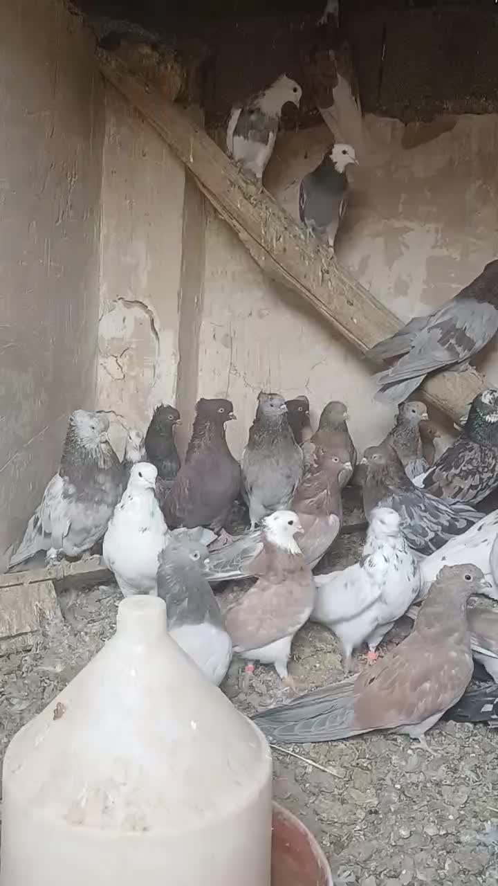 فروش کبوتر سرور|پرنده|شاهین دژ, |دیوار