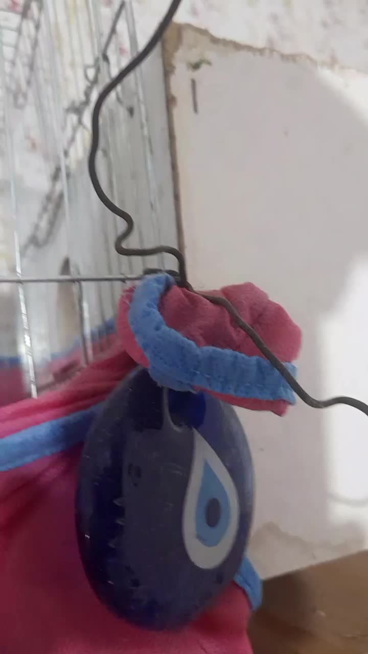 عروس هلندی جفتی معاوضه با هر چی|پرنده|قزوین, |دیوار