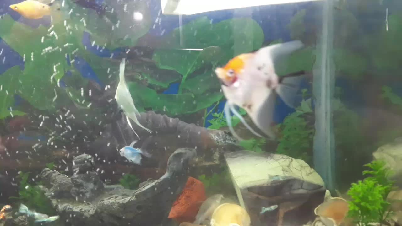 آکواریوم با تمام وسایل و اوکسیژن|ماهی|لولمان, |دیوار