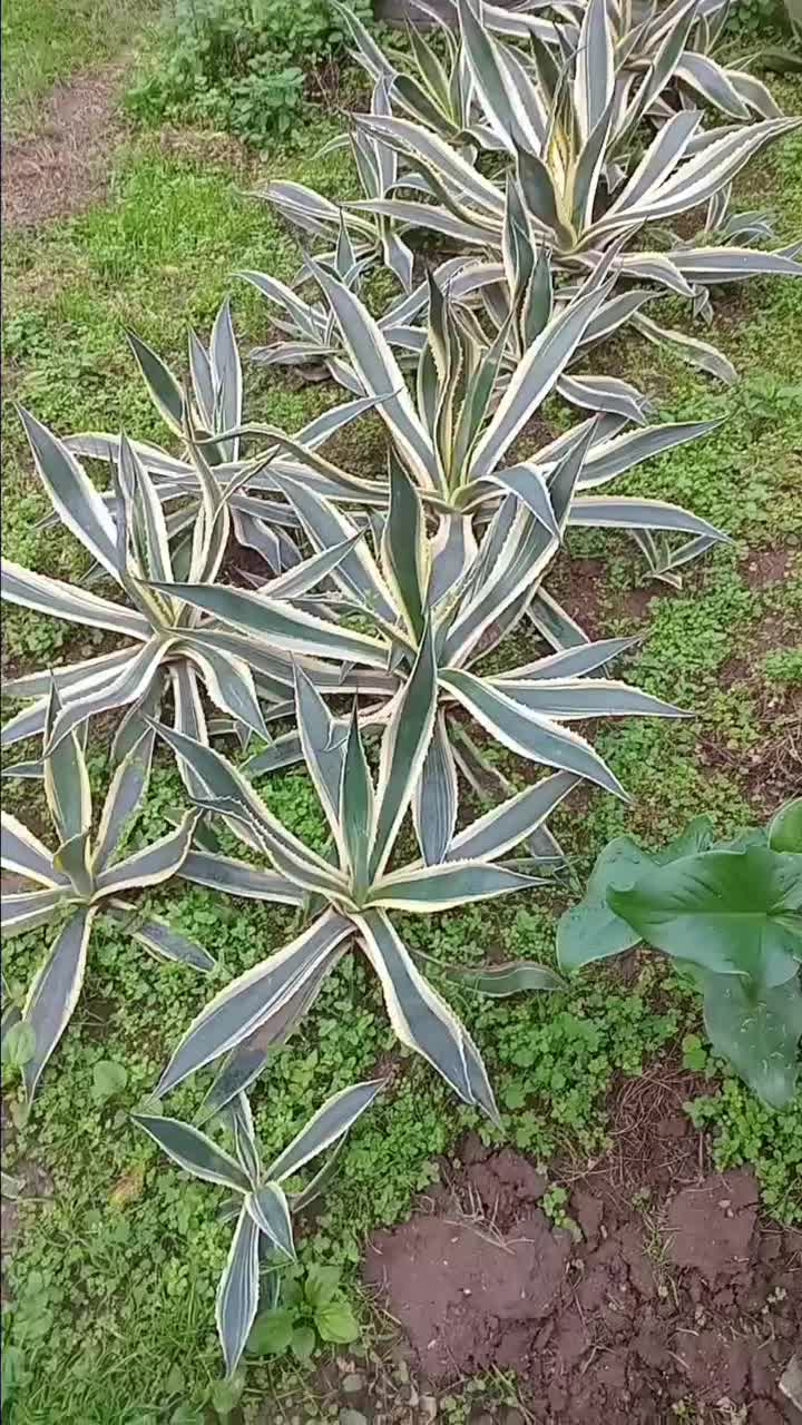 فروش گلهای فضای باز|گل و گیاه طبیعی|لنگرود, |دیوار