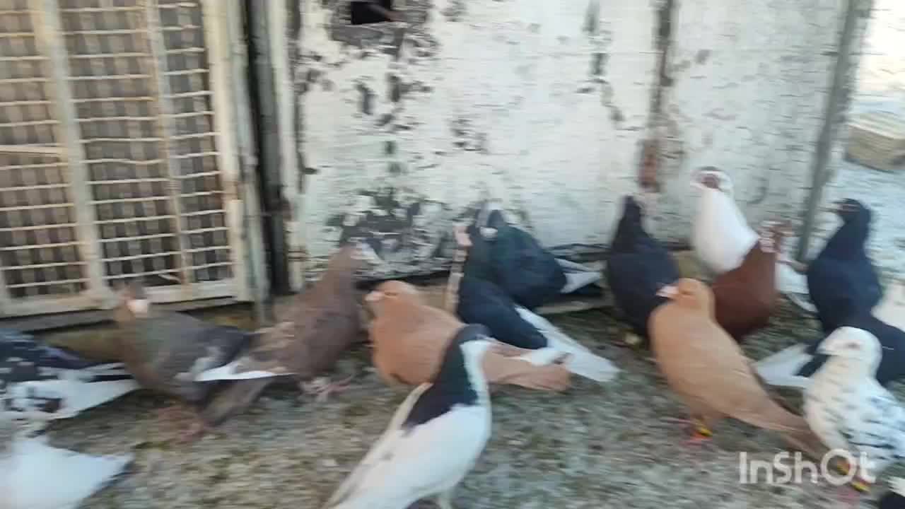 کفتر|پرنده|شیراز, وزیرآباد|دیوار