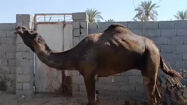 شتر ۷سال|حیوانات مزرعه|تخت, |دیوار