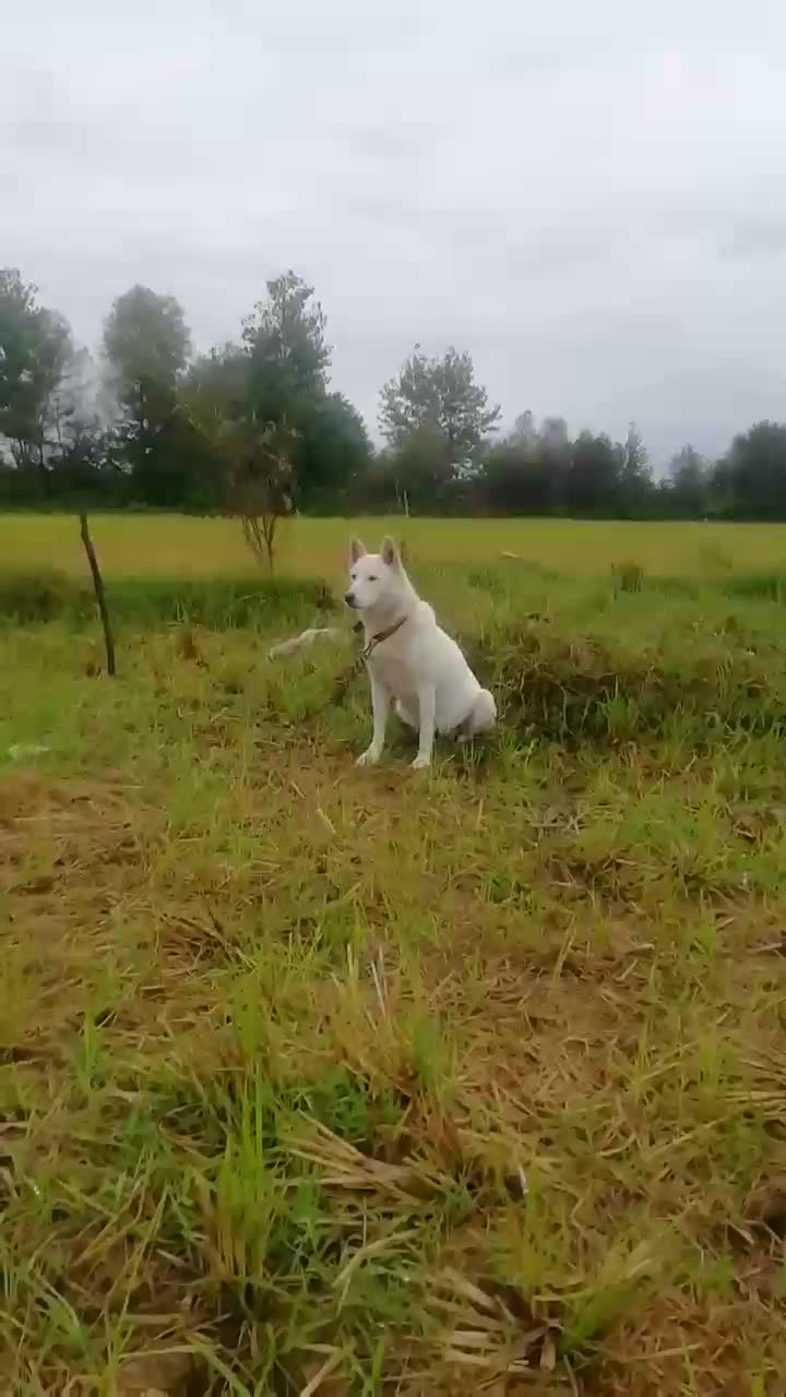 فروش‌سگ‌هاسکی‌دوره‌وتعلیم‌دیده|سگ|رحیم‌آباد, |دیوار