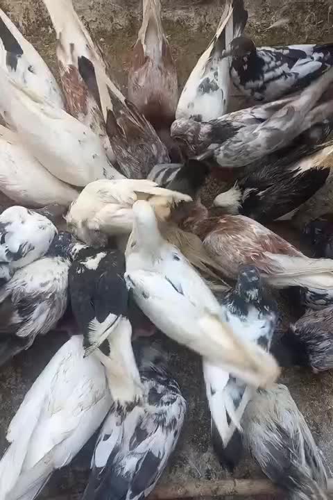 کفتر|پرنده|قشم, |دیوار