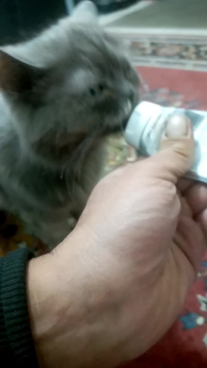 گربه گم شده|گربه|محمدیه-قزوین, |دیوار