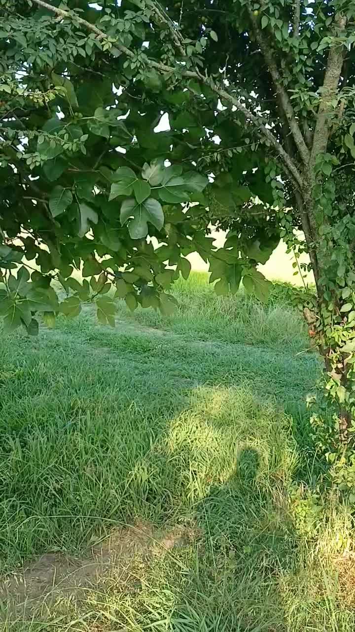 فروش زمین باغی کشاورزی|فروش زمین و ملک کلنگی|رضوانشهر, |دیوار