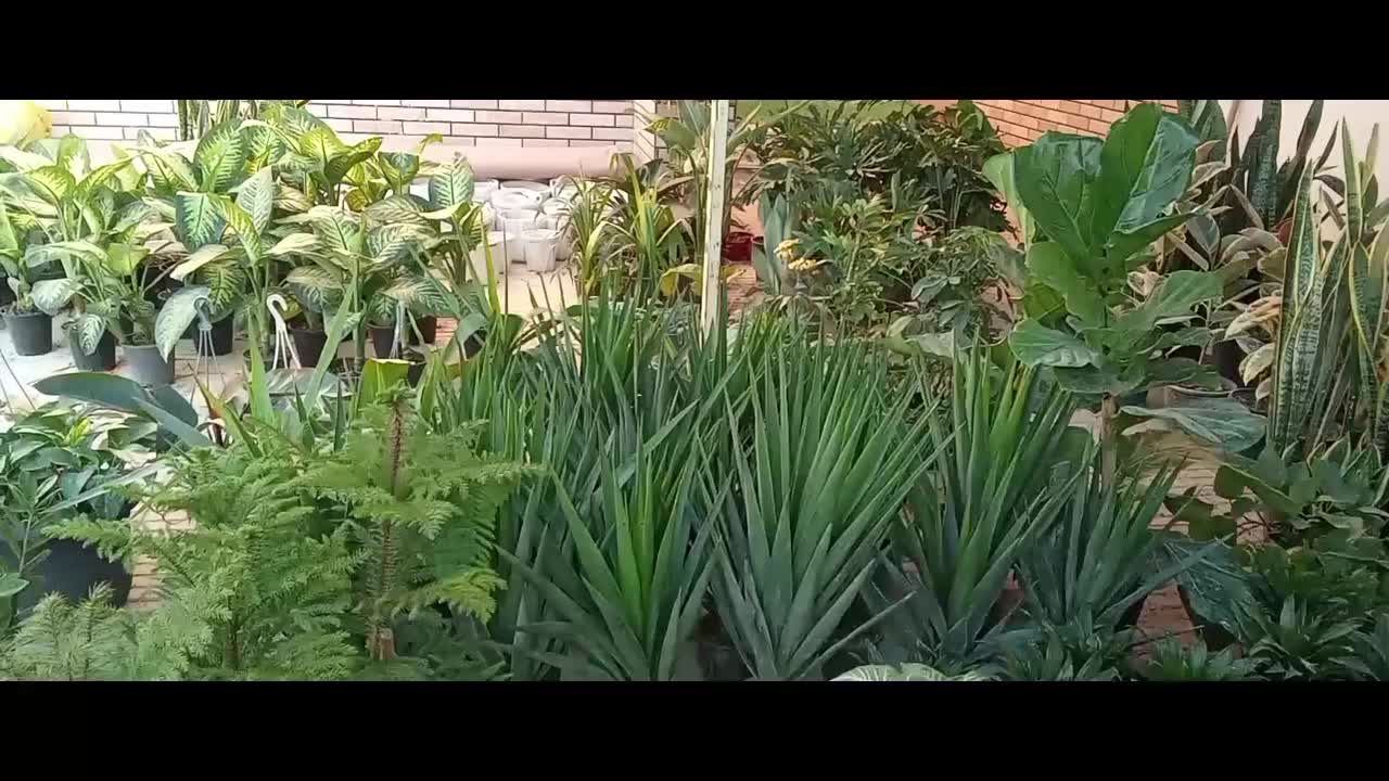 گل برای روز مادر|گل و گیاه طبیعی|امیدیه, |دیوار