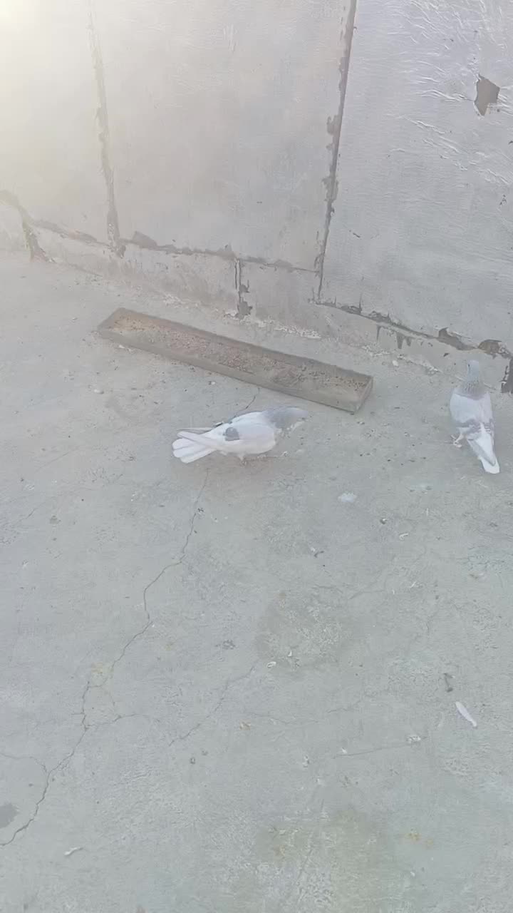 کبوتر|پرنده|شیراز, شاپورجان|دیوار