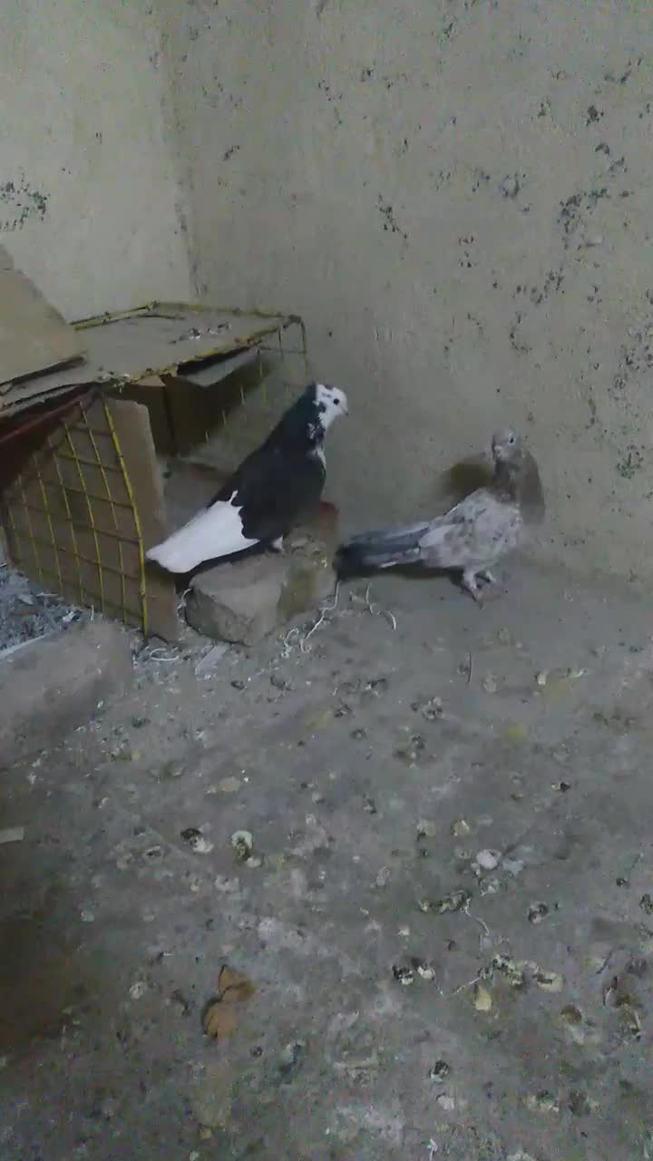 سرور|پرنده|وحیدیه, |دیوار