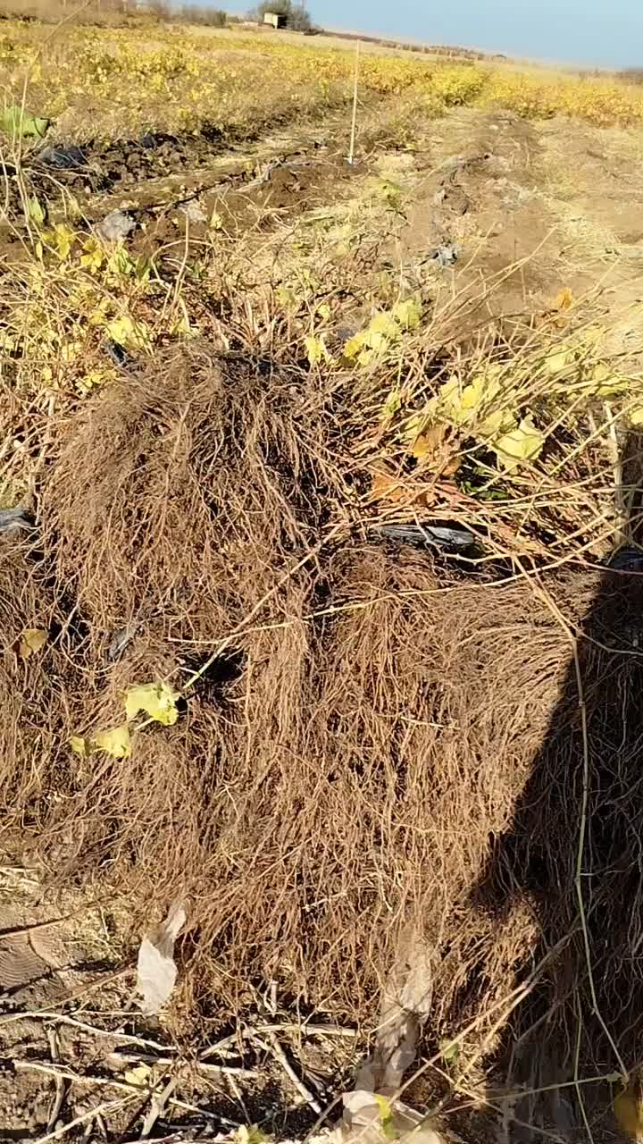 قیمت نهال رقابتی با تمام نهالستان ها|خدمات باغبانی و درختکاری|شراء, |دیوار