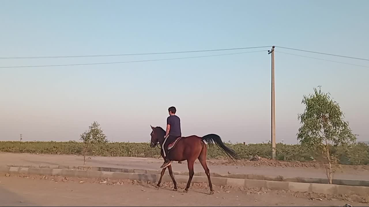 اسب کردی از تیره سلطان غلامی|اسب و تجهیزات اسبسواری|سیرجان, |دیوار