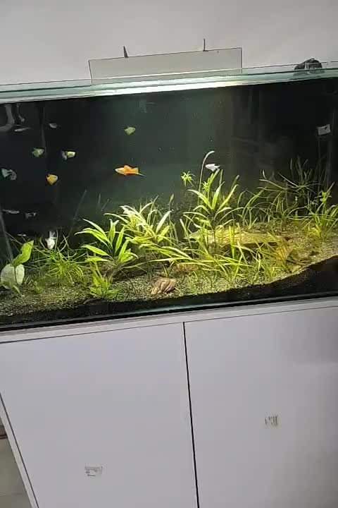 آکواریوم ۱۰۰ × ۴۰ × ۵۰|ماهی|مشهد, بهاران|دیوار