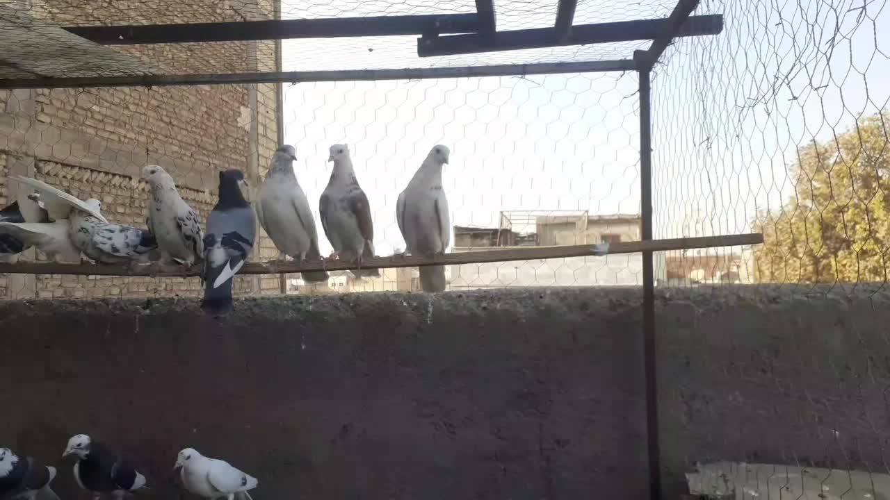 کبوتر شازده|پرنده|شهریار, شهرک مصطفی خمینی|دیوار