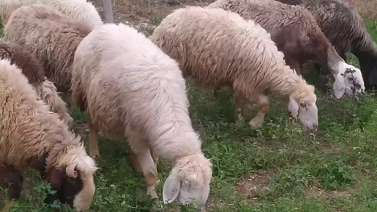 دام داشت|حیوانات مزرعه|دوگنبدان, |دیوار