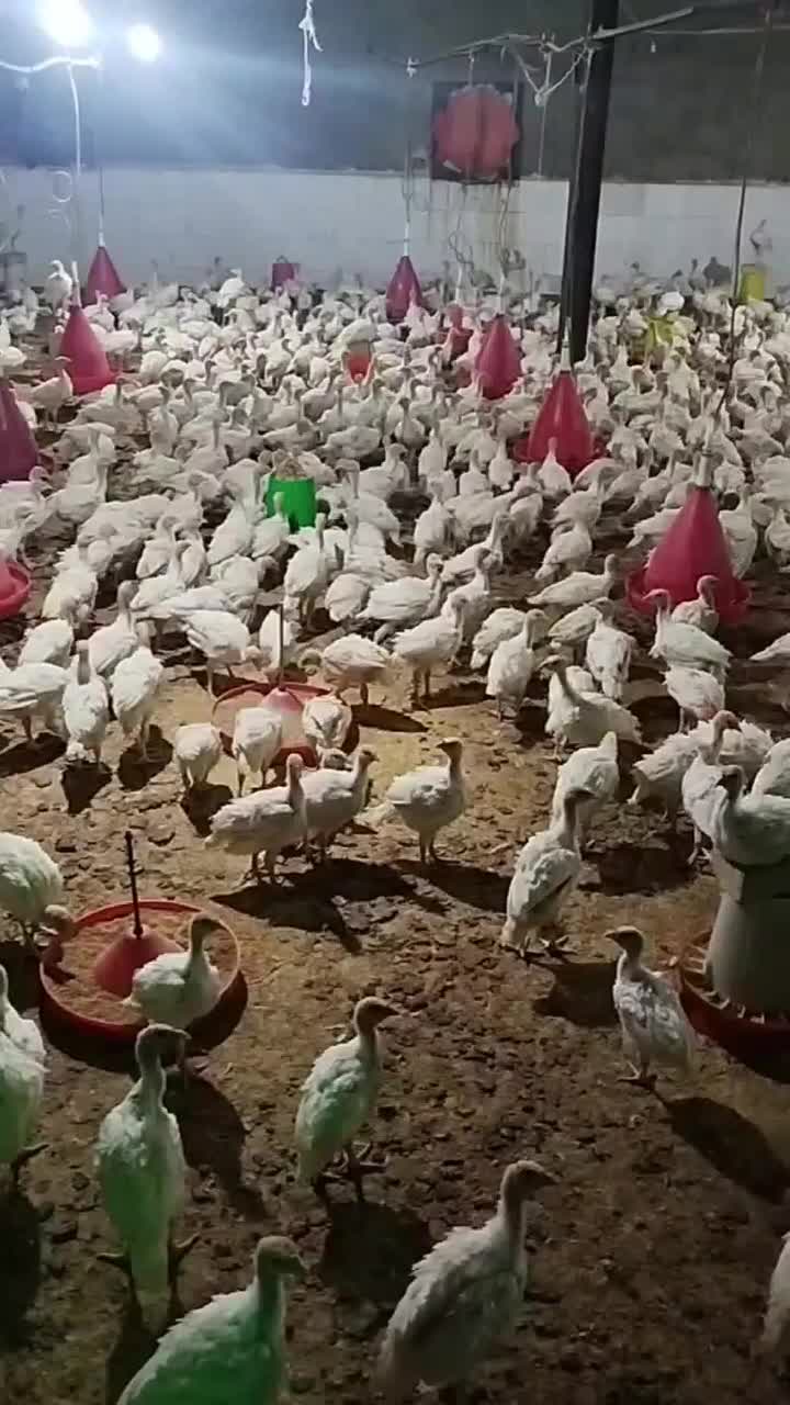 جوجه بوقلمون بیوتی سیکس|حیوانات مزرعه|تربتحیدریه, بالا ولایت|دیوار