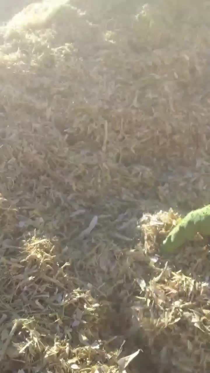 کاه لوبیا|لوازم جانبی حیوانات|رباطکریم, رباطکریم|دیوار