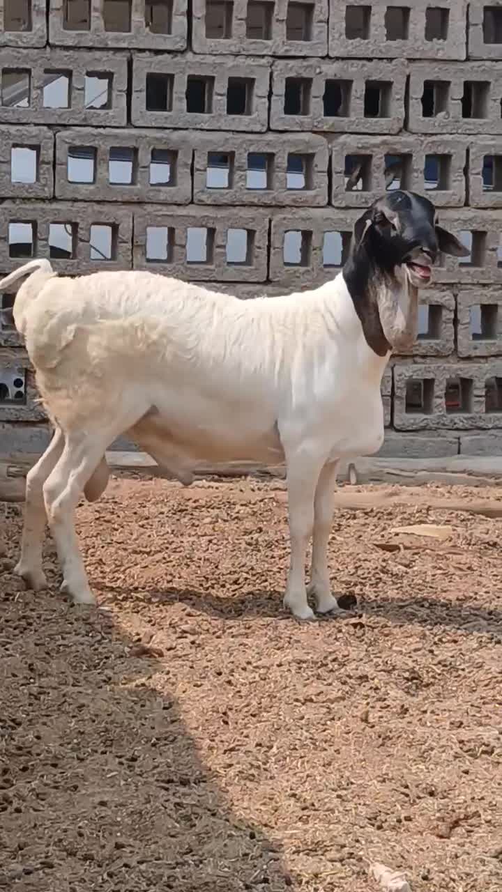 قوچ کله ۳رنگ جفت دوقلو درجه یک یک سن ۷ماه|حیوانات مزرعه|مهران (هرمزگان), |دیوار