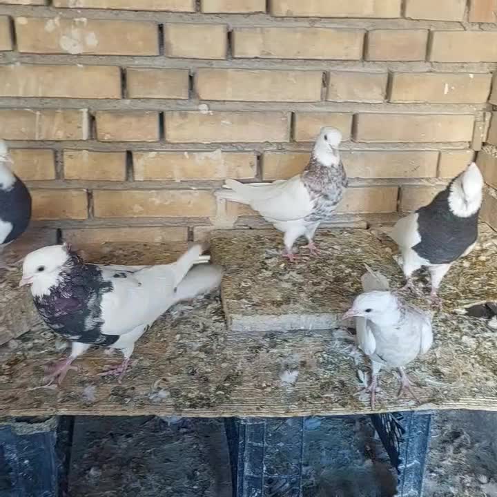 طوقی|پرنده|بهبهان, |دیوار