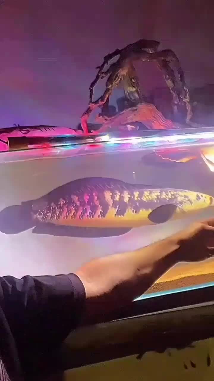 ماهی چانا یلومارو ۶۵ سانت (سایروس)|ماهی|شاهدشهر, |دیوار