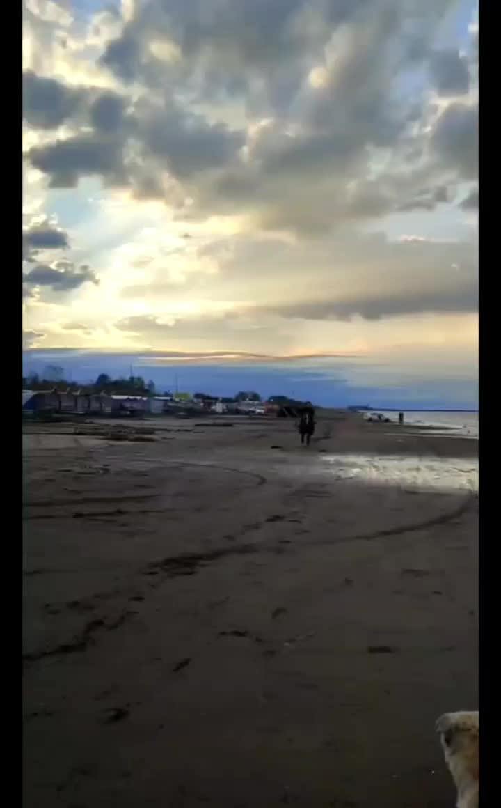 اسب کرسی کرند|اسب و تجهیزات اسب‌سواری|خشکبیجار, |دیوار