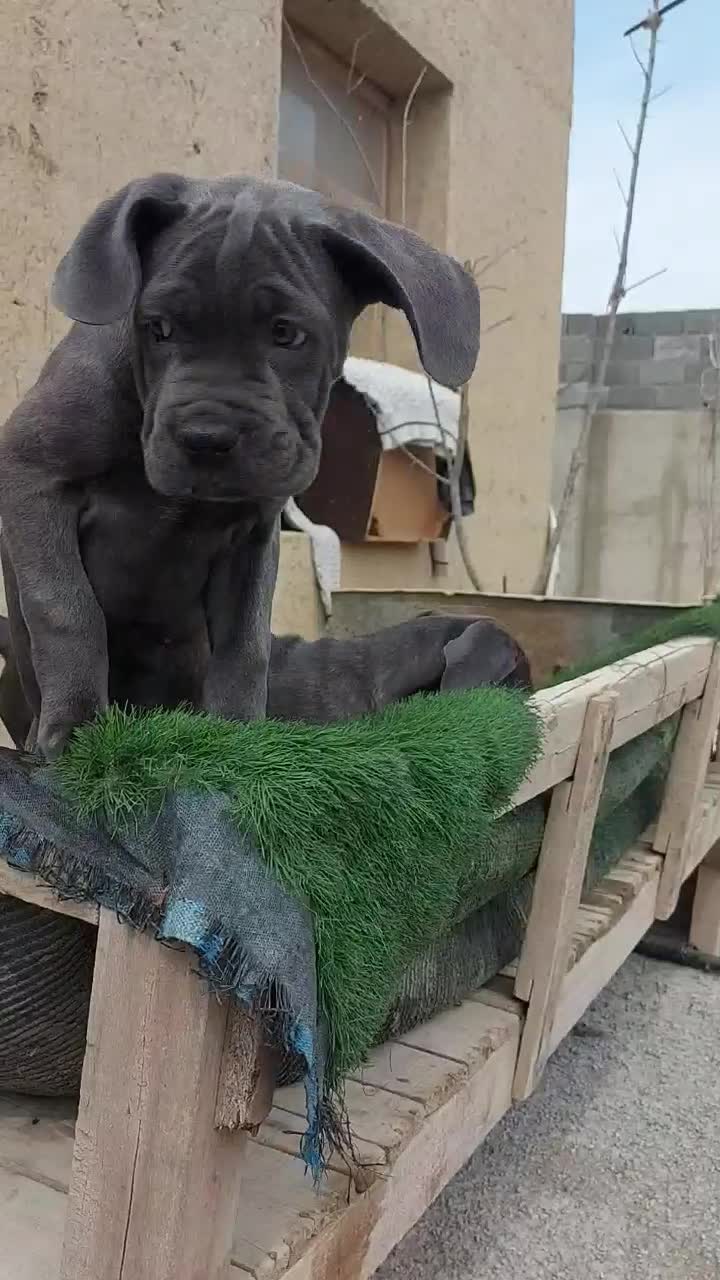 کنکورسو توله کن کورسو نرماده بلو مشکی و رنگ خاص|سگ|ماهدشت, |دیوار