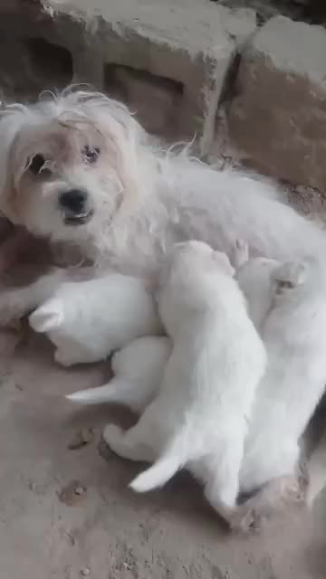 سگ باهوش|سگ|حاجی آباد, |دیوار