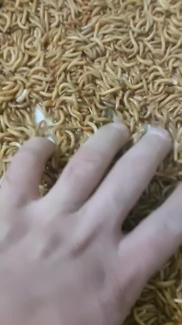 کرم میلورم|لوازم جانبی حیوانات|سبزوار, جهاد کشاورزی|دیوار