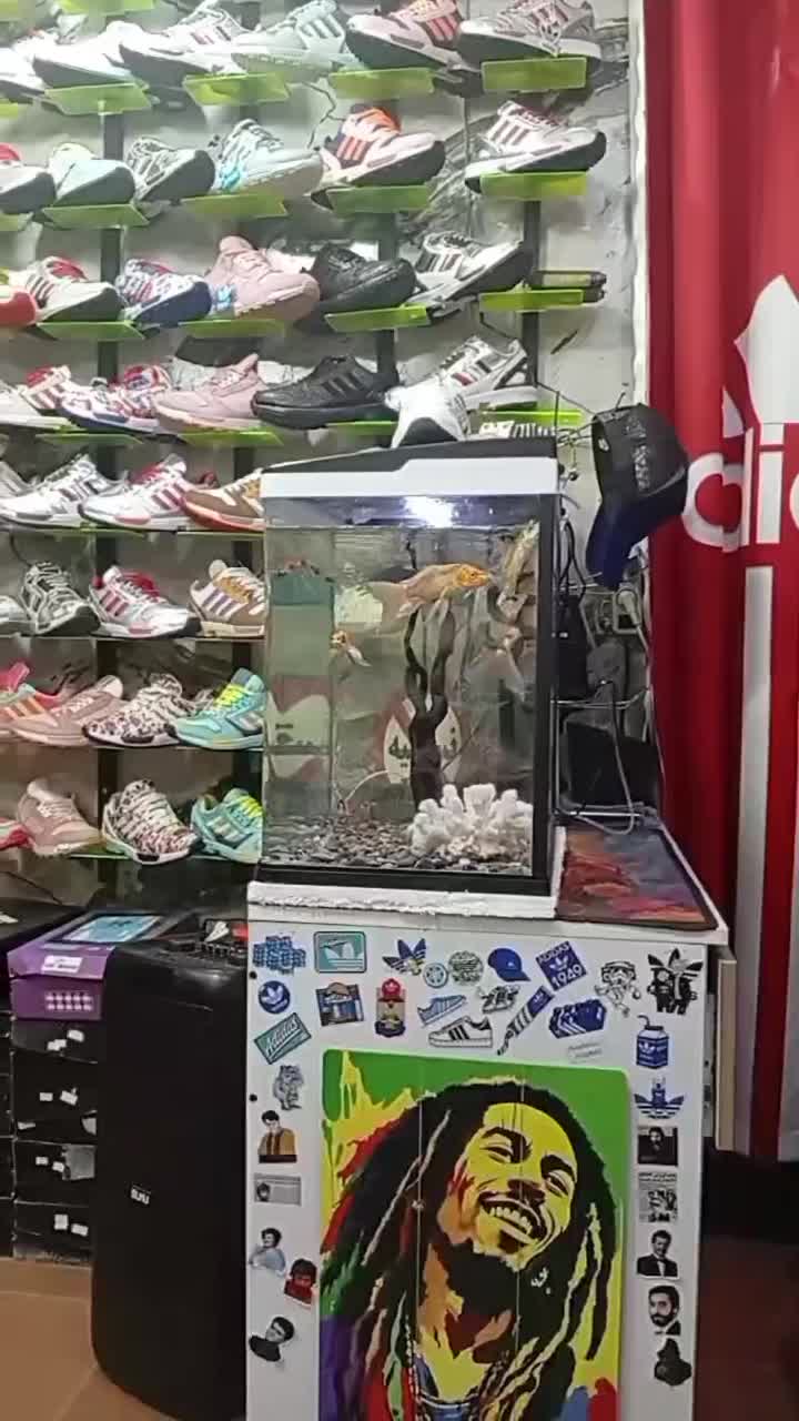 ماهی کویی پولک اسرائیلی|ماهی|دورود, |دیوار