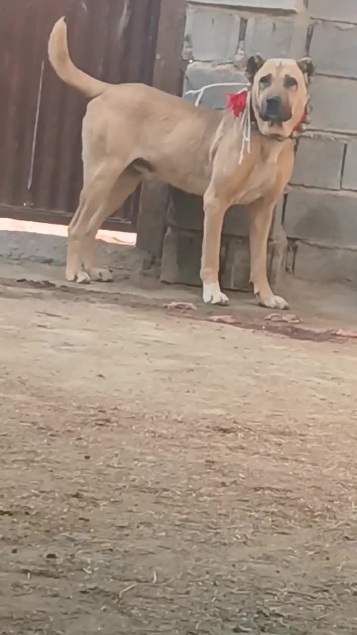 واگذاری سگ|سگ|ورزنه, |دیوار