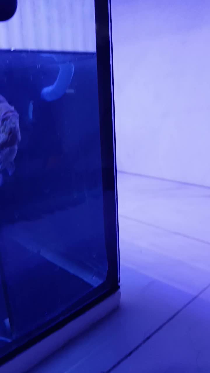 فلاور کینگ کامفا تاپ گرید وارداتی|ماهی|سهند, |دیوار