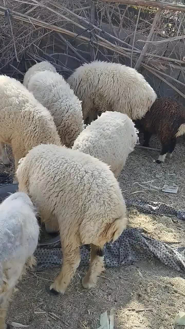 بره نر|حیوانات مزرعه|جیرفت, |دیوار