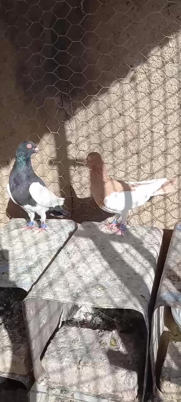 یک جفت یهودی|پرنده|بروجرد, |دیوار