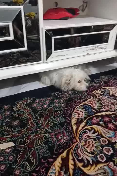 حیوان|سگ|جوادآباد, |دیوار