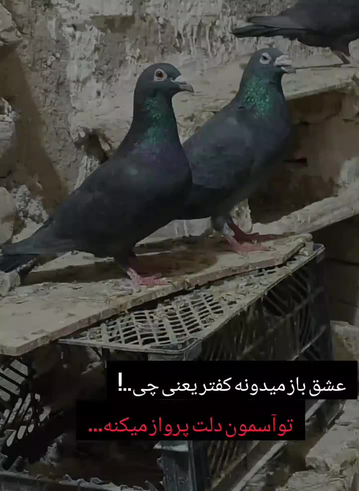 نروماده زاغ کیلومتری|پرنده|هامون, |دیوار