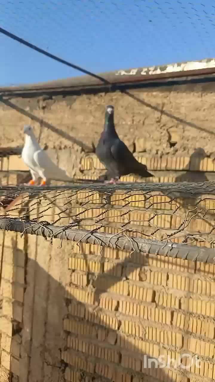 کفتر|پرنده|شیراز, گلشن|دیوار