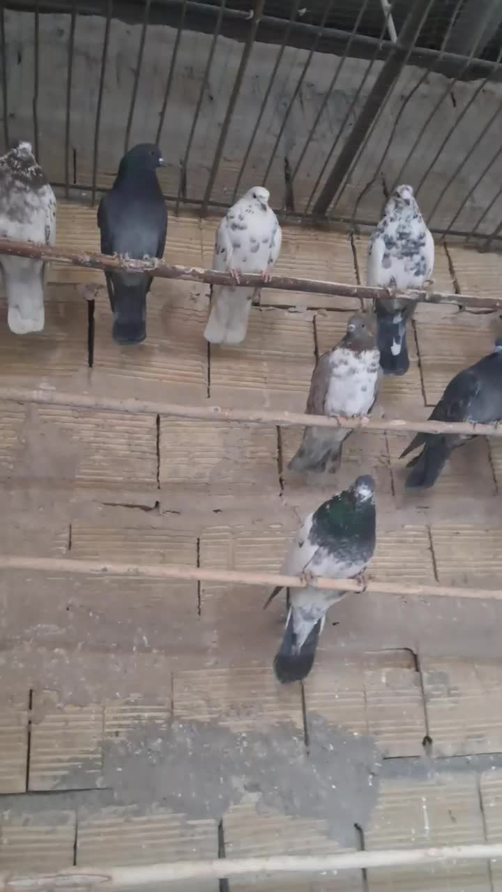 کبوترای پرشی|پرنده|قم, عمار یاسر|دیوار