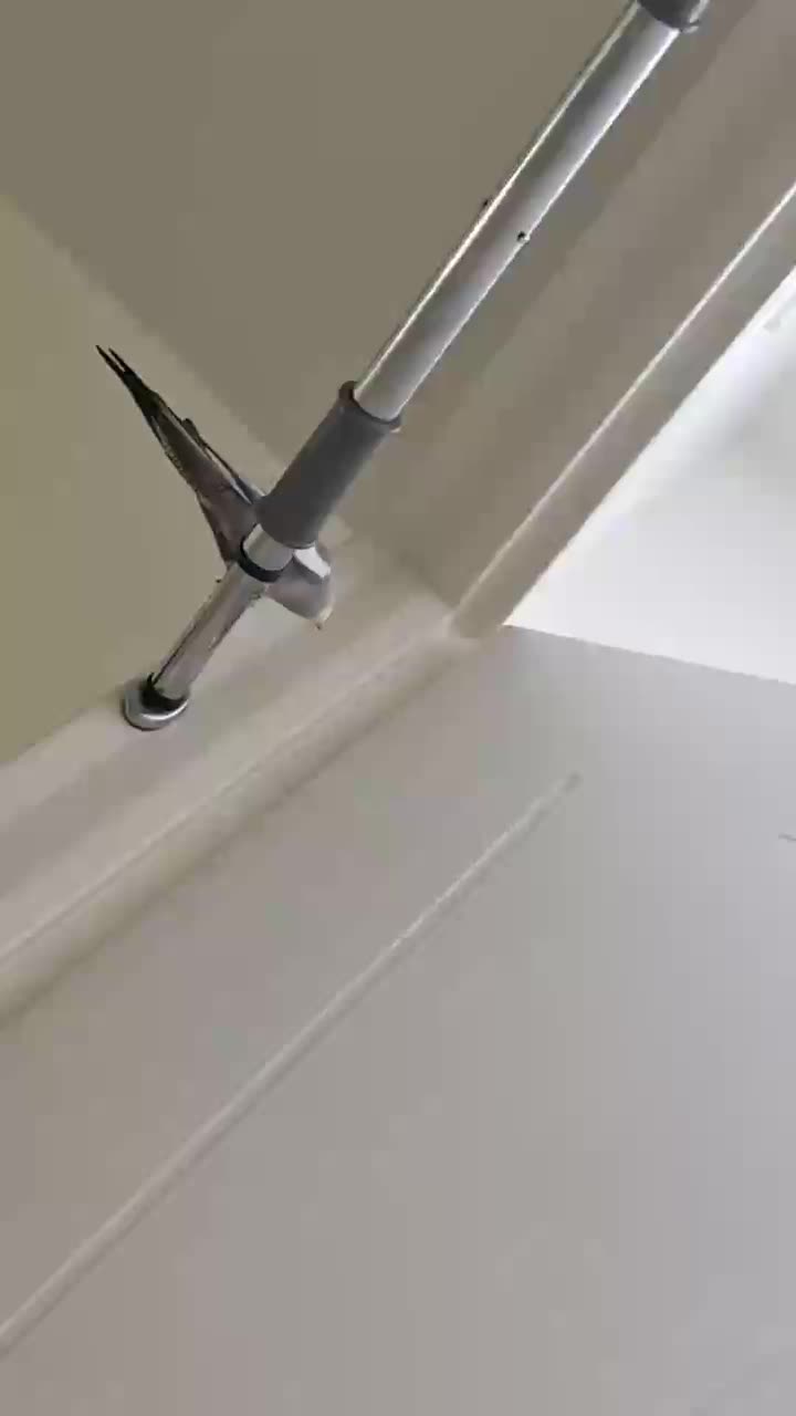 عروس هلندی جفت. نر سخنگو|پرنده|مشهد, فتح المبین|دیوار