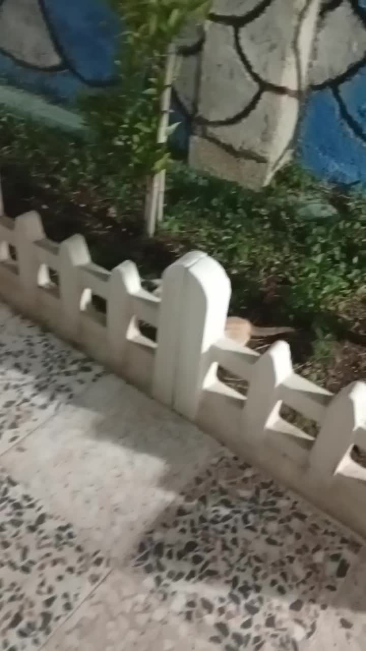 واگذاری دو تا گربه دستی|گربه|سیاهکل, |دیوار