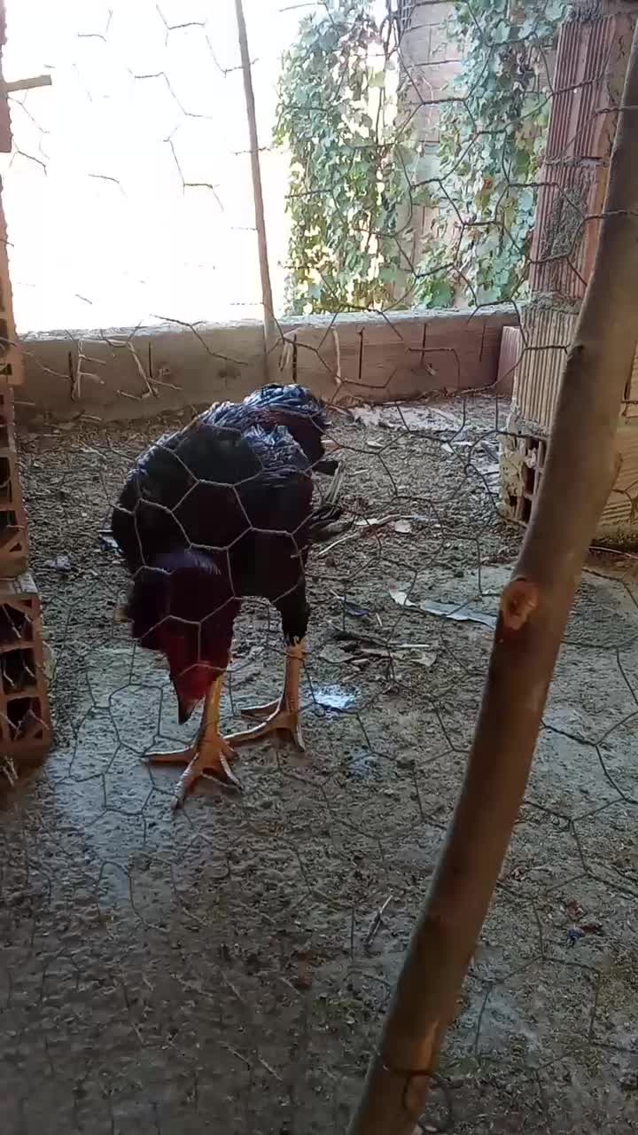 جوجه خروس|حیوانات مزرعه|مینودشت, |دیوار