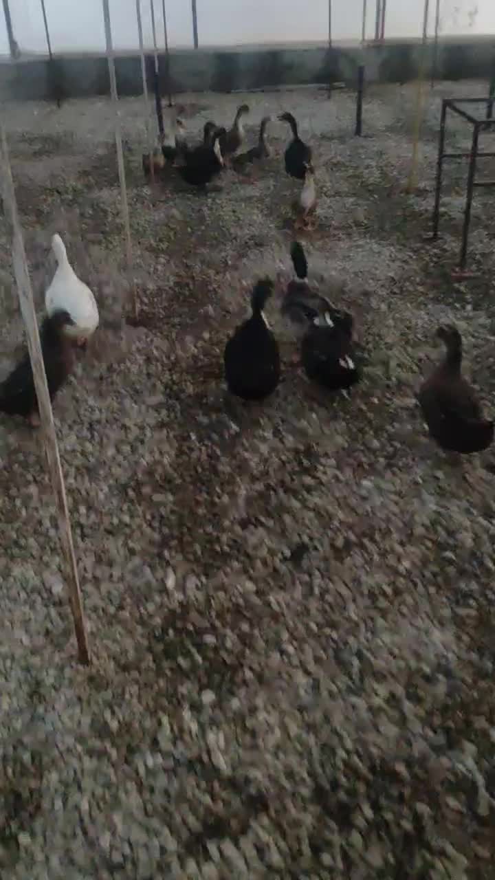 اردک نر و ماده تخم گذار|حیوانات مزرعه|هشتگرد, شهرک گلخانه|دیوار