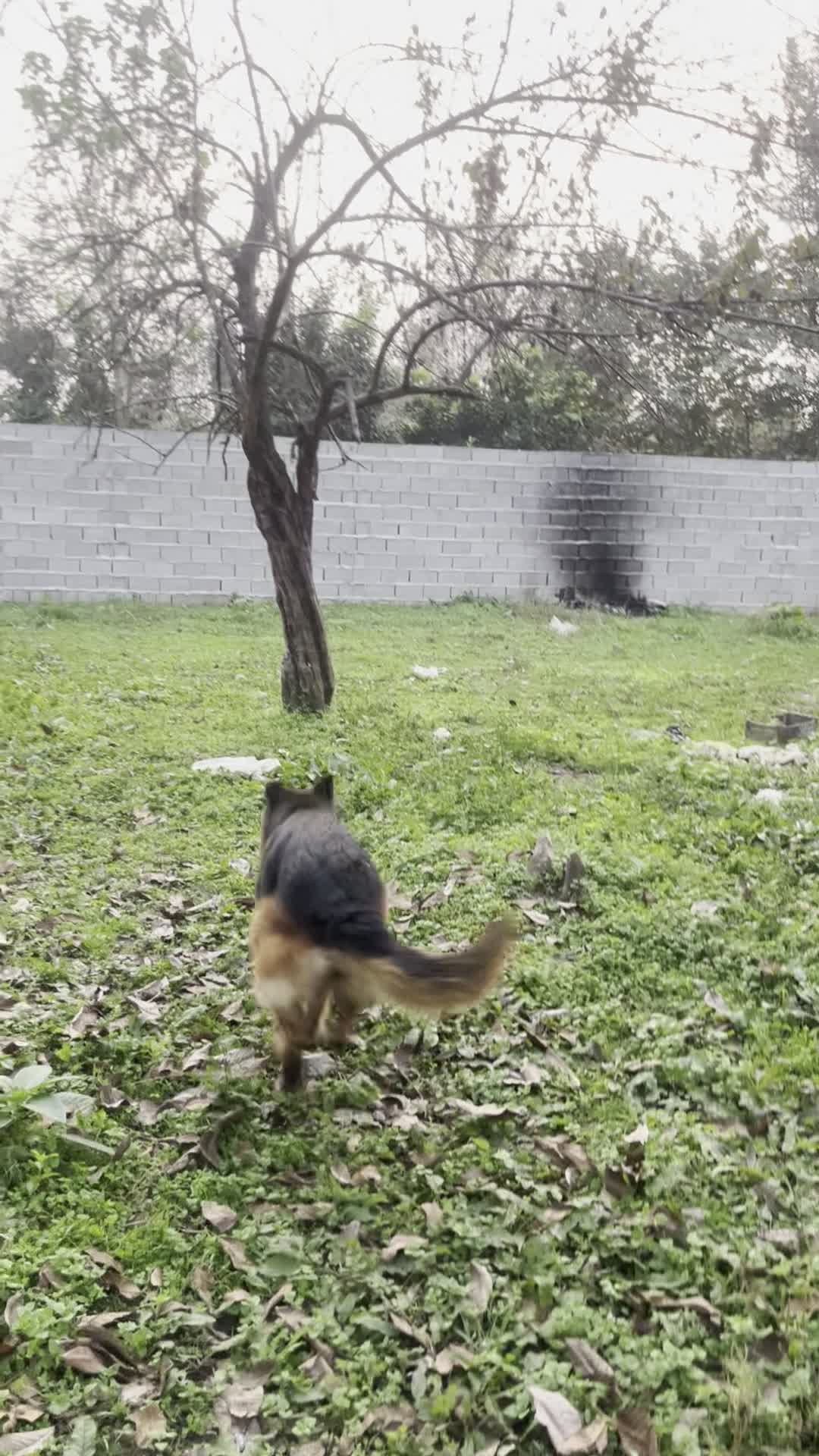 سگ نگهبان|سگ|رشت, پسیخان|دیوار