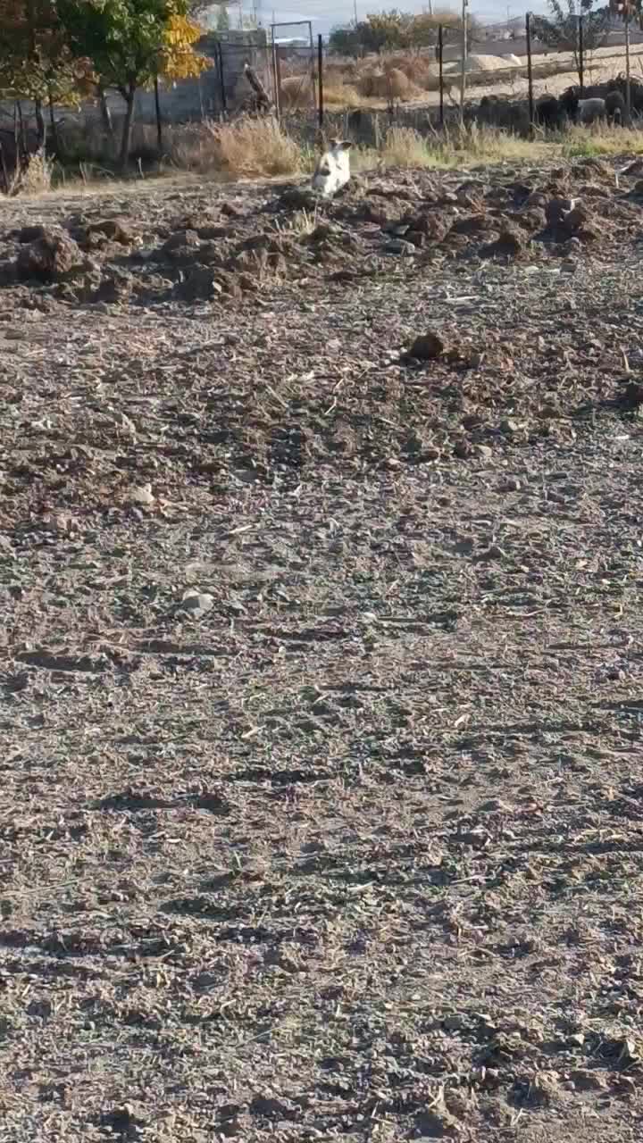 سگ بازیگوش|سگ|بیلوار, |دیوار