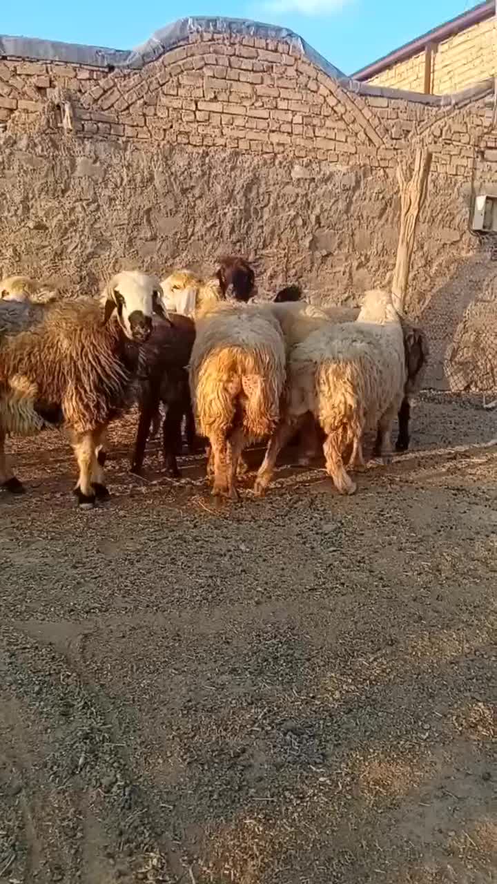 فروش میش داشتی|حیوانات مزرعه|سمیرم, |دیوار