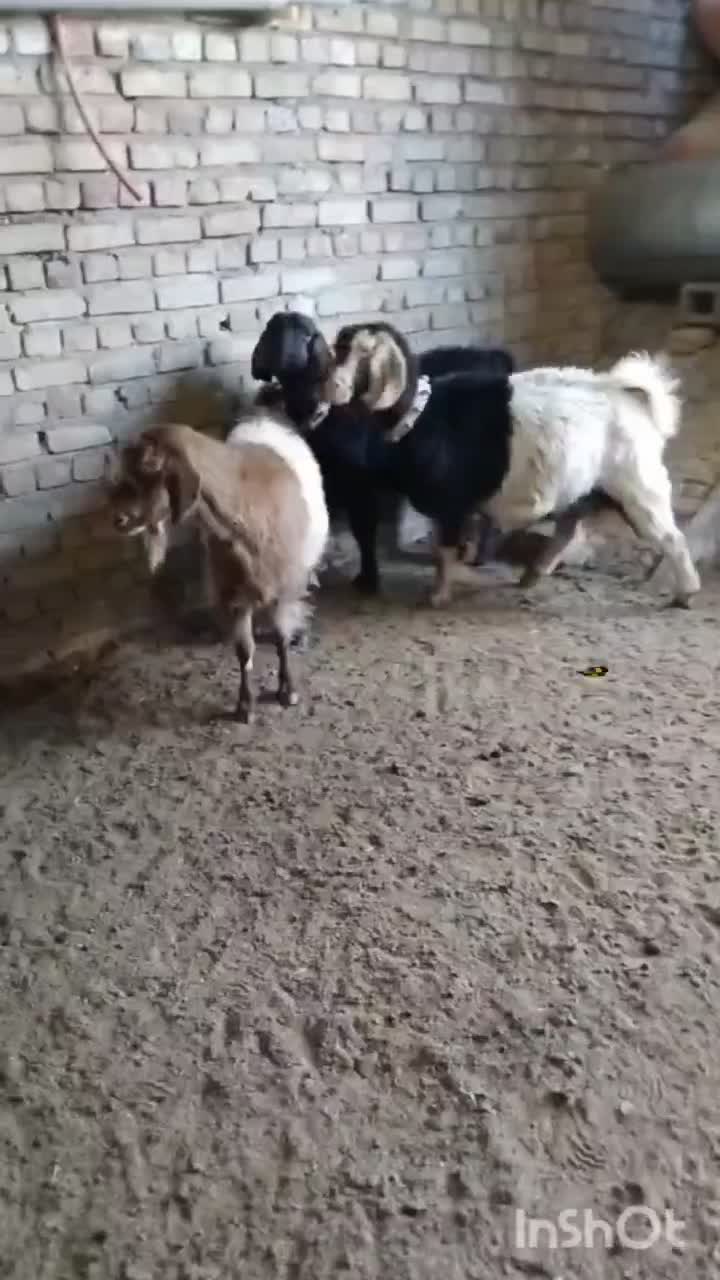 بز جوان اوست|حیوانات مزرعه|تربت جام, جامرود|دیوار